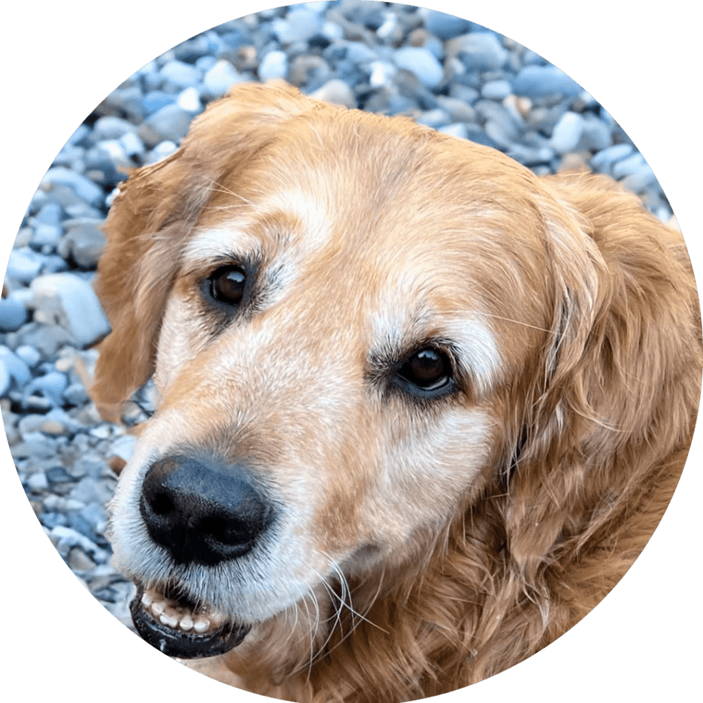 Close-up image of a golden retriever dog with a friendly expression, surrounded by a background of pebbles.
