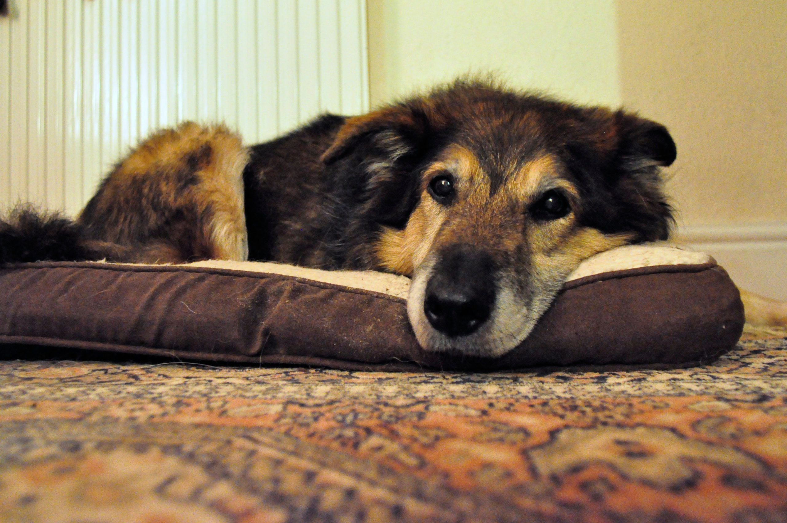 An older dog lying on his bed, looking quietly at the camera
