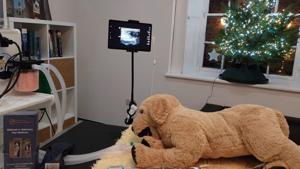 A dog undergoing musculoskeletal ultrasound