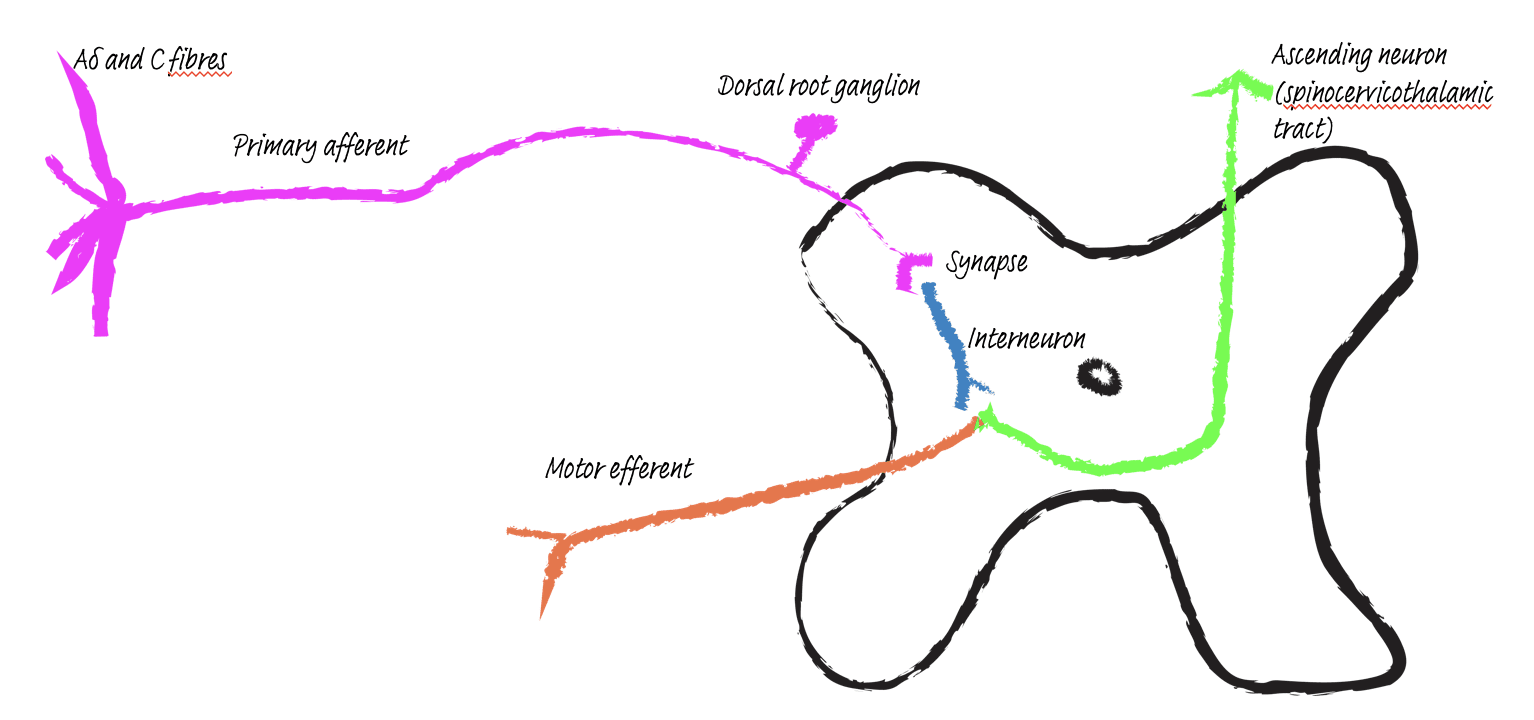 Somatosensory nervous system schematic