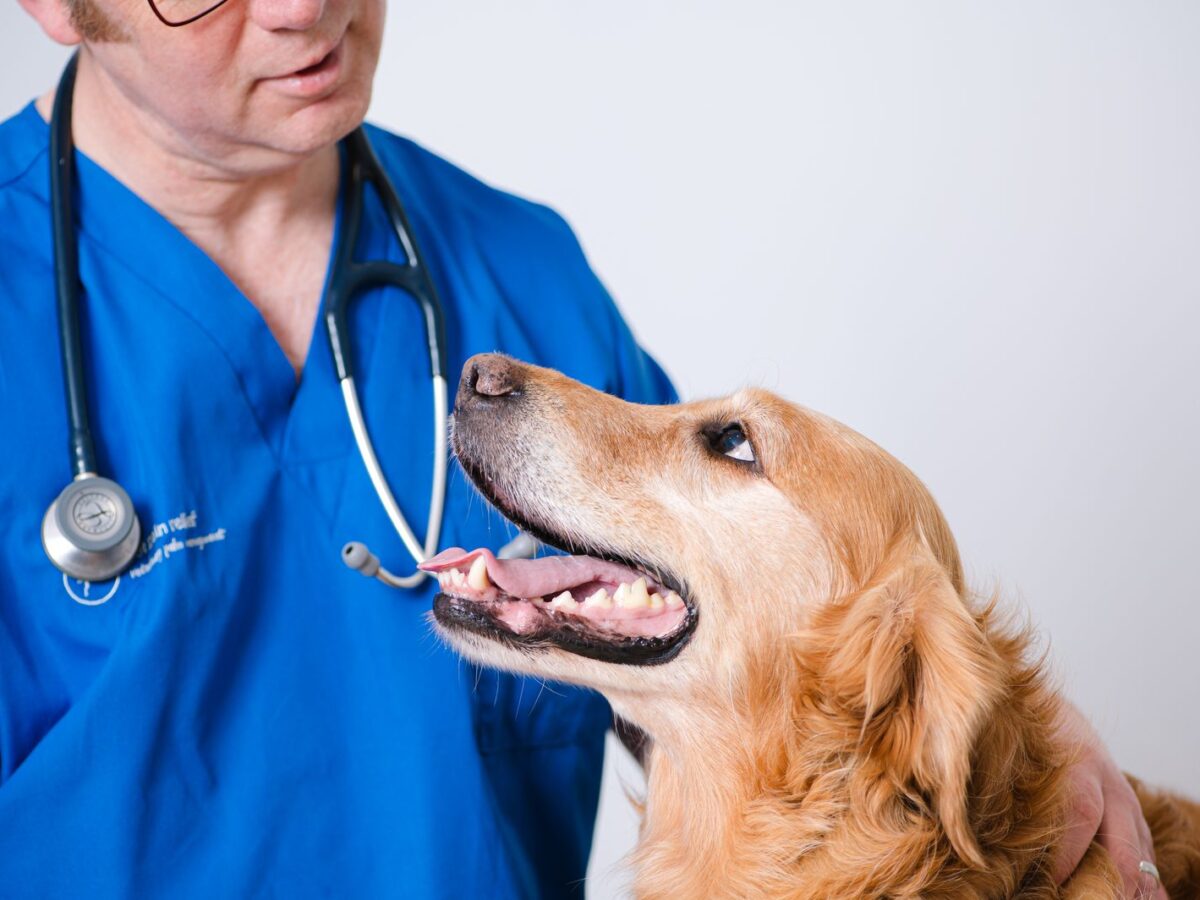 A golden retriever looking up at Dr James Hunt during a consultation