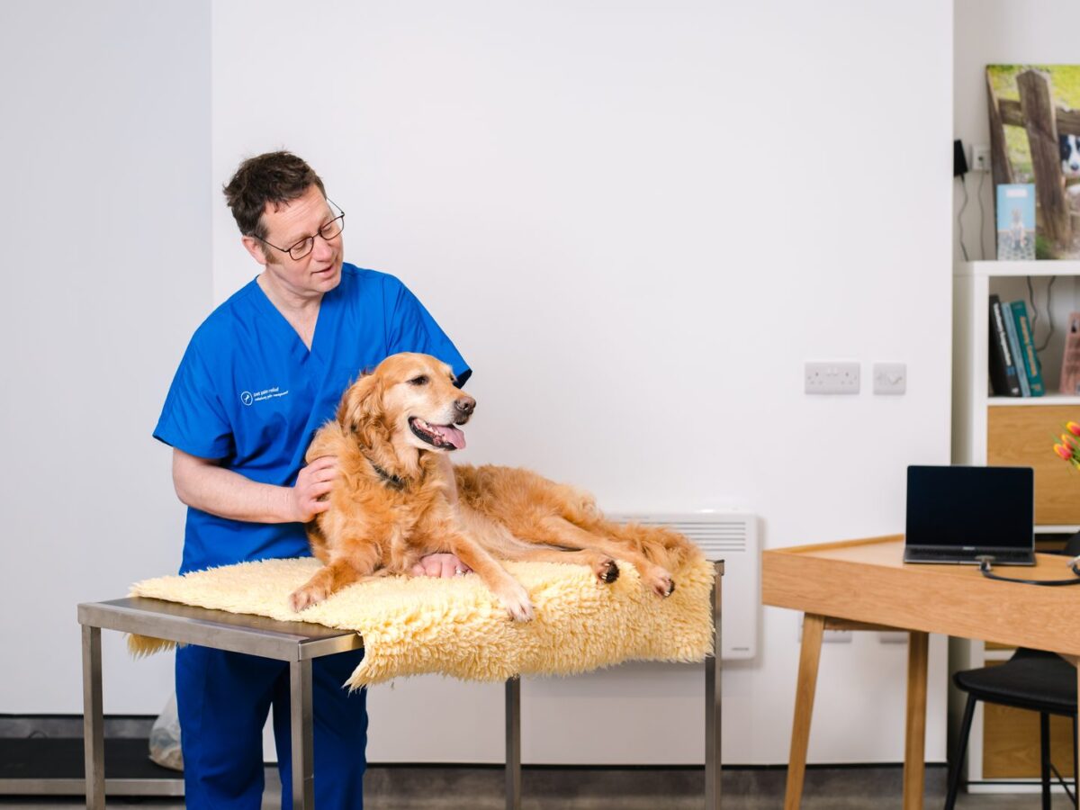 Dr James Hunt assessing a golden retriever on a sheepskin