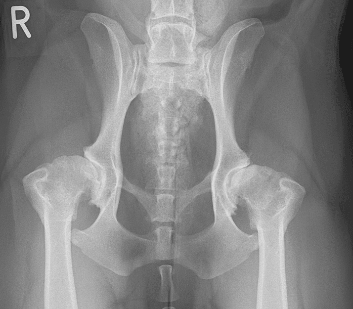 an x-ray of dog's hips showing hip dysplasia