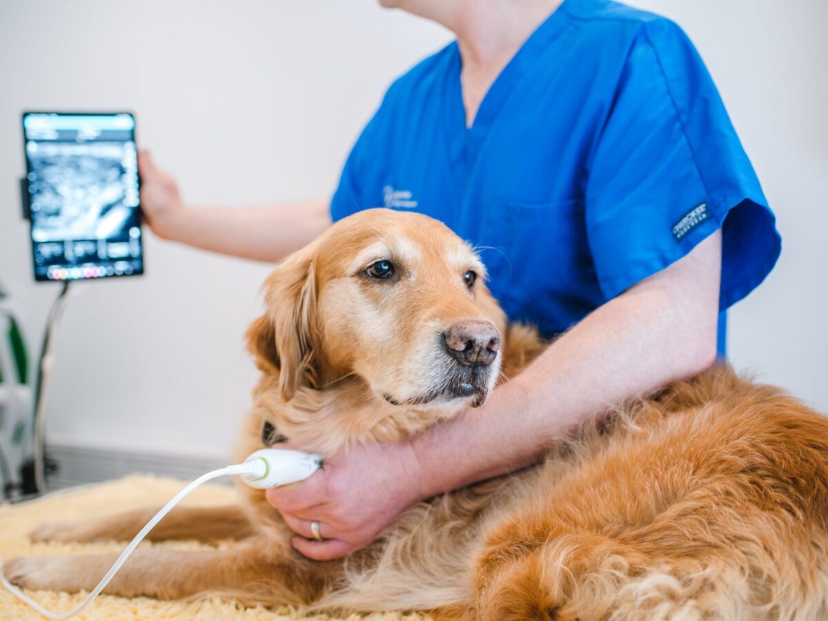 Musculoskeletal ultrasound being carried out on a golden retriever lying on a sheepskin