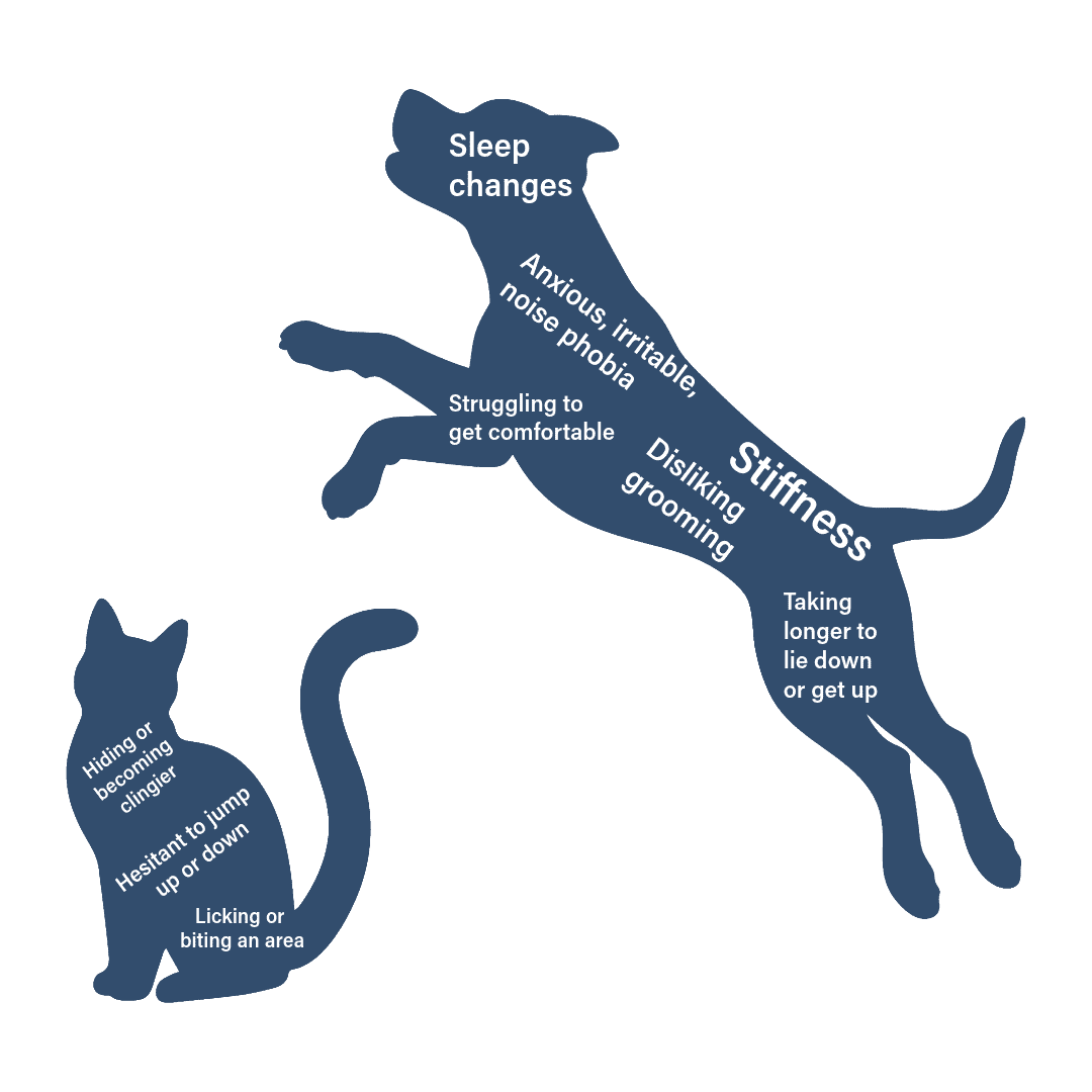 Illustration showing a dog and cat with various signs of pain or discomfort labeled around them, including 'Sleep changes,' 'Stiffness,' and 'Licking or biting an area.'